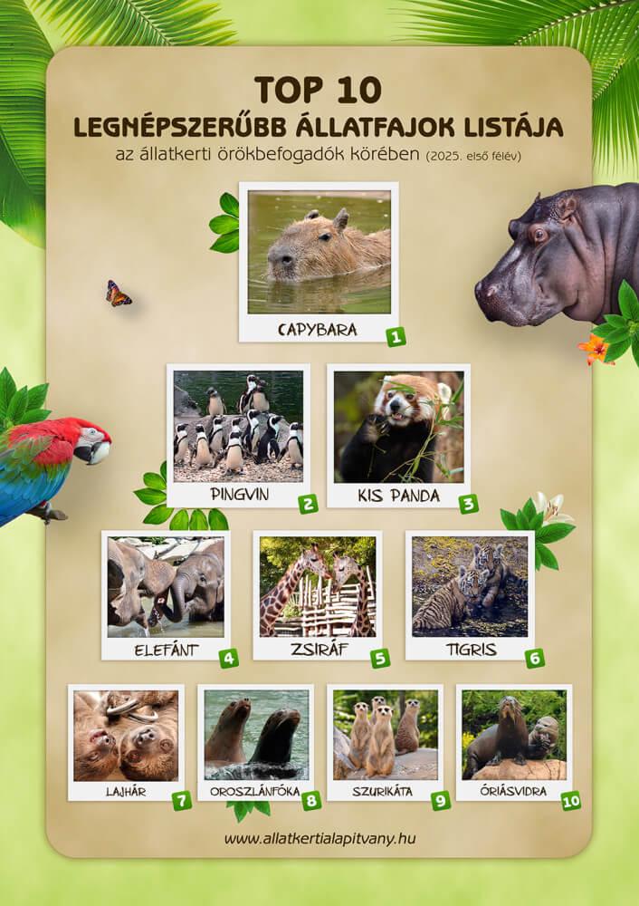 A kapibara benne van a top10 legnépszerűbb állatok listájában