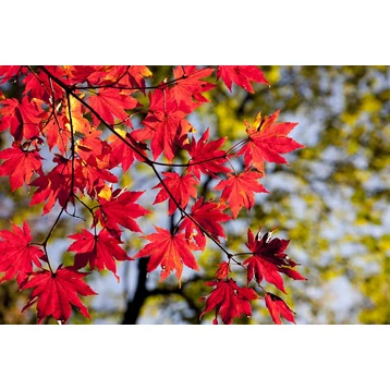 Őszi bakancslista gyerekeknek