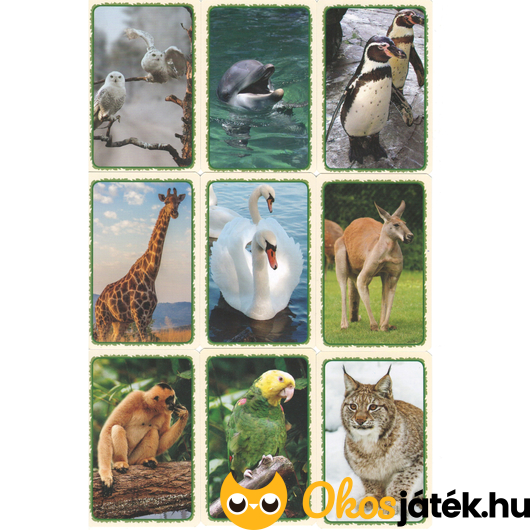 Lenyűgöző állatvilág kártyák