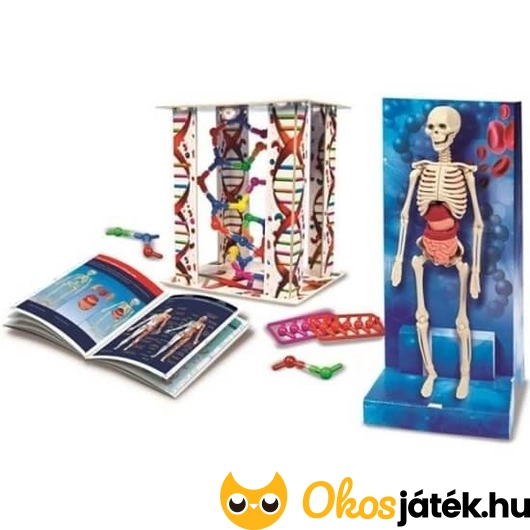 clementoni emberi test tudományos játék gyerekeknek anatómia laboratórium biológia csontváz